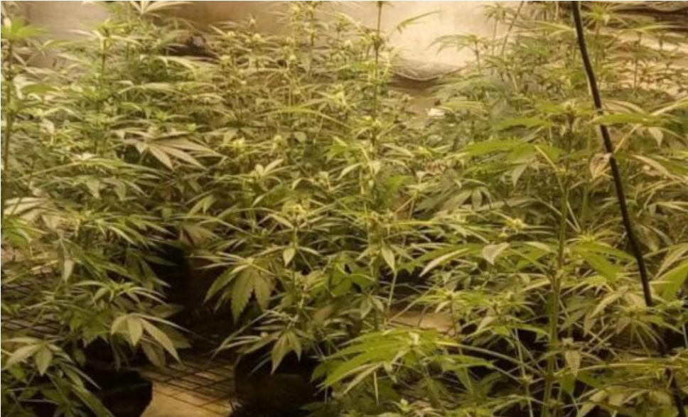 Posušje: Otkriven nasad od 39 stabljika i oprema za laboratorijski uzgoj marihuane