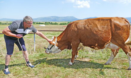 (Video) Pobjednička krava od 2000 eura daje 30 litara mlijeka dnevno