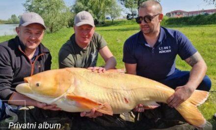 ‘Zvijer iz Orašja’: Ulovili šarana od 64 kilograma na jezeru Ciglana