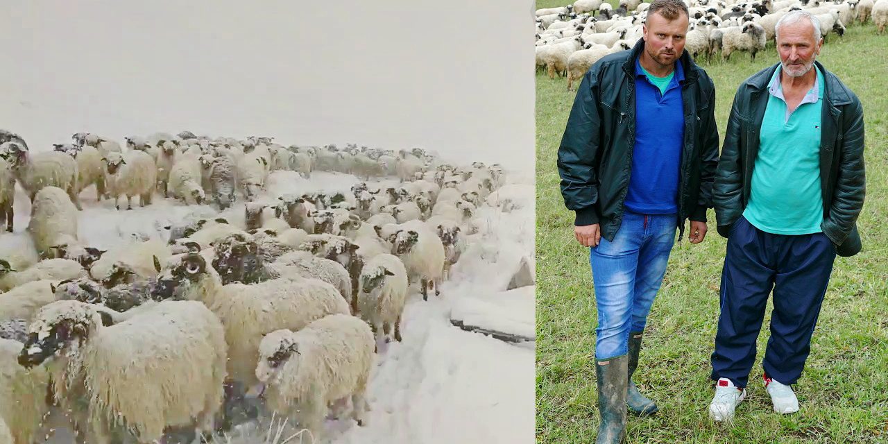 Video: Oca i sina snijeg sa Vlašića natjerao na daleki put sa 350 ovaca