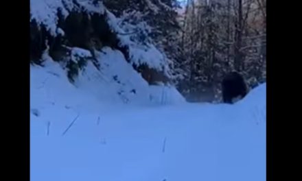 Video / Lovac snimio medvjeda kod Busovače