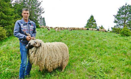 (Video) Ovo je najsretniji pastir na svijetu, da se opet rodi sve bi ponovio