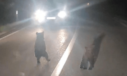 Mečka i mladunci iznenadili vozače na cesti nadomak Livna