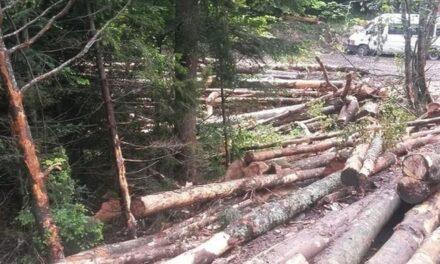 Muškarac iz BiH poginuo u Hrvatskoj nakon što je na njega palo stablo