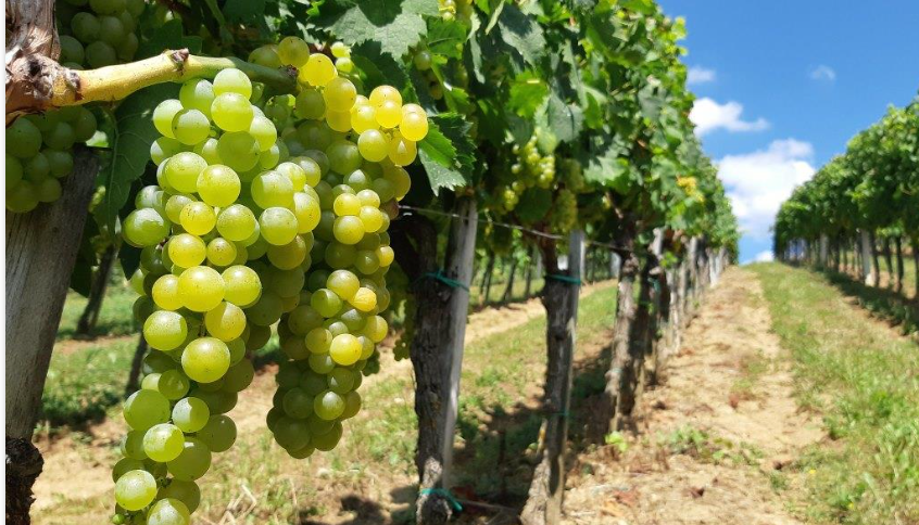 Dalmatinci podigli vinograd u Bosni i tvrde: sjeverozapad BiH savršen za bijela vina