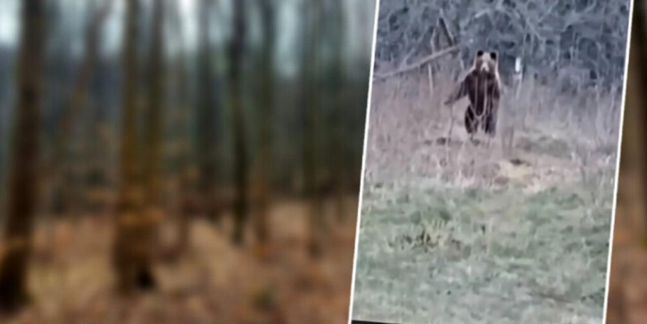 Ajde ruča moj medo, neće tebe tvoj Pavo dirat – pogledajte snimku iz sela kod Vareša