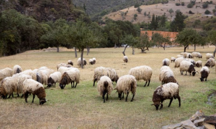 Bizaran slučaj u BiH: Dali mu 159 ovaca na čuvanje, on ih ne želi vratiti