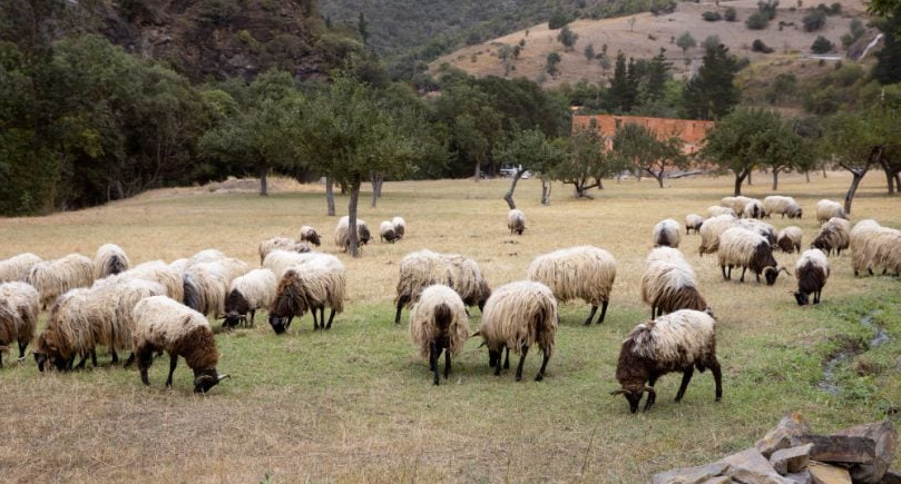 Bizaran slučaj u BiH: Dali mu 159 ovaca na čuvanje, on ih ne želi vratiti