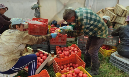 Višićki povrtlari uveli novinu u biološkoj zaštiti rajčice, prvi rezultati ohrabrujući