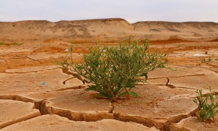 U nedjelju je zabilježena najviša prosječna globalna temperatura na svijetu