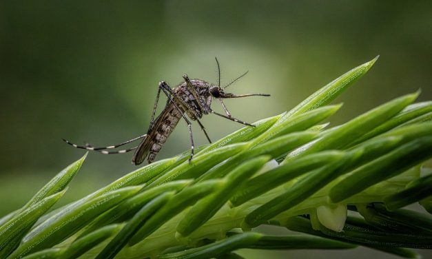 Kako se riješiti komaraca: sprejevima, odjećom, mrežicama na prozorima…