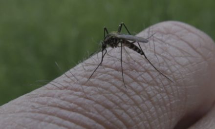 Zaraza koju prenose komarci širi se Hrvatskom, dvoje pacijenata ima ozbiljne simptome