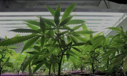 Marihuana mijenja djelovanje gena, kažu najnovija istraživanja