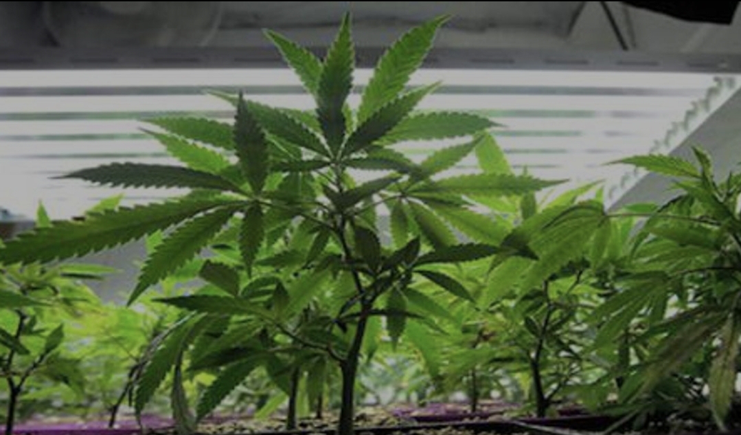 Marihuana mijenja djelovanje gena, kažu najnovija istraživanja