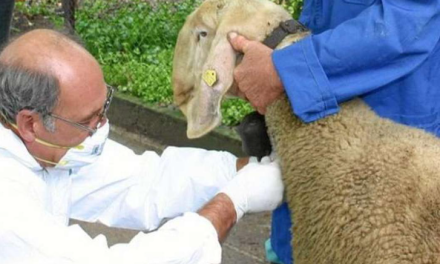 PODACI INZ-A: Od bruceloze samo u ZDŽ-u oboljelo 23 osobe i 74 životinje, evo kako se zaštititi