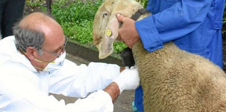 PODACI INZ-A: Od bruceloze samo u ZDŽ-u oboljelo 23 osobe i 74 životinje, evo kako se zaštititi