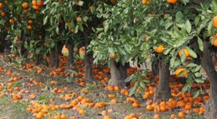 Očaj u dolini Neretve, uništavaju tisuće tona mandarina