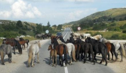 Užas u BiH: Automobilom naletio na konje, ima mrtvih i povrijeđenih