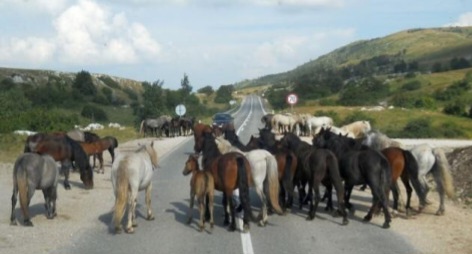 Užas u BiH: Automobilom naletio na konje, ima mrtvih i povrijeđenih