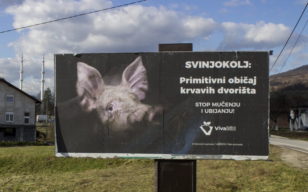 ŠTO ĆE SVINJA U DUHRIMA?