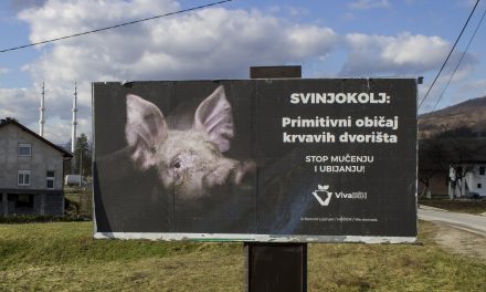 ŠTO ĆE SVINJA U DUHRIMA?