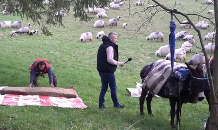 Video Dolina Lašve: “Nomadi iz Bosne – Čuvari tradicije”