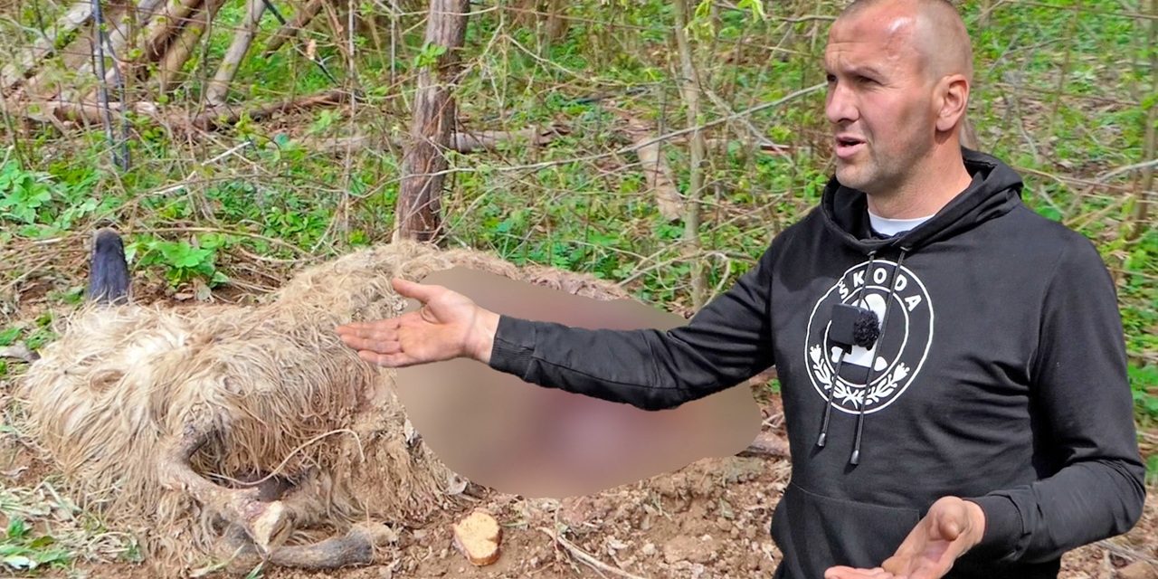 (Video) Medvjed ponovno napada, ovaj put upao u stado od 300 ovaca
