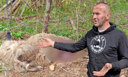 (Video) Medvjed ponovno napada, ovaj put upao u stado od 300 ovaca
