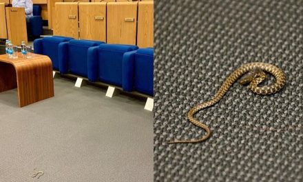 Bizaran prizor: Zmija na podu sale Parlamenta FBiH,  Kiseljaku nije potvrđen status grada zbog otkazivanja sjednice i “nesigurnih uvjeta”