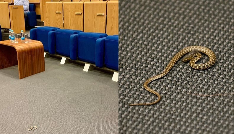 Bizaran prizor: Zmija na podu sale Parlamenta FBiH,  Kiseljaku nije potvrđen status grada zbog otkazivanja sjednice i “nesigurnih uvjeta”