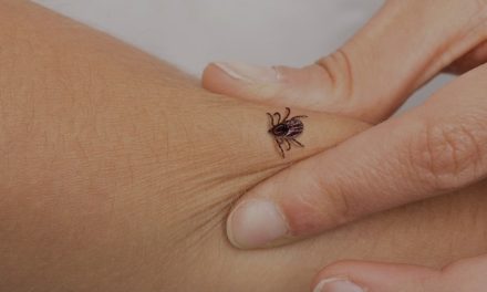U Europi se pojavio rijetki virus koji prenose krpelji: Muškarac umro, zarazio liječnika, upućen poziv na oprez