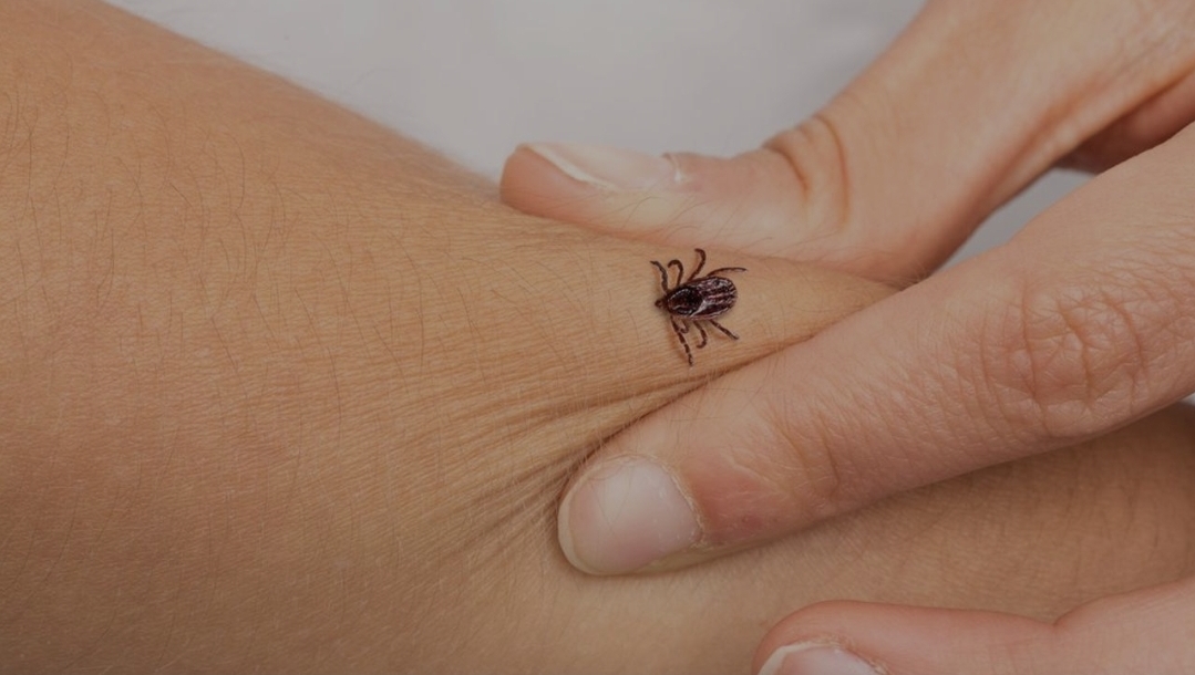 U Europi se pojavio rijetki virus koji prenose krpelji: Muškarac umro, zarazio liječnika, upućen poziv na oprez