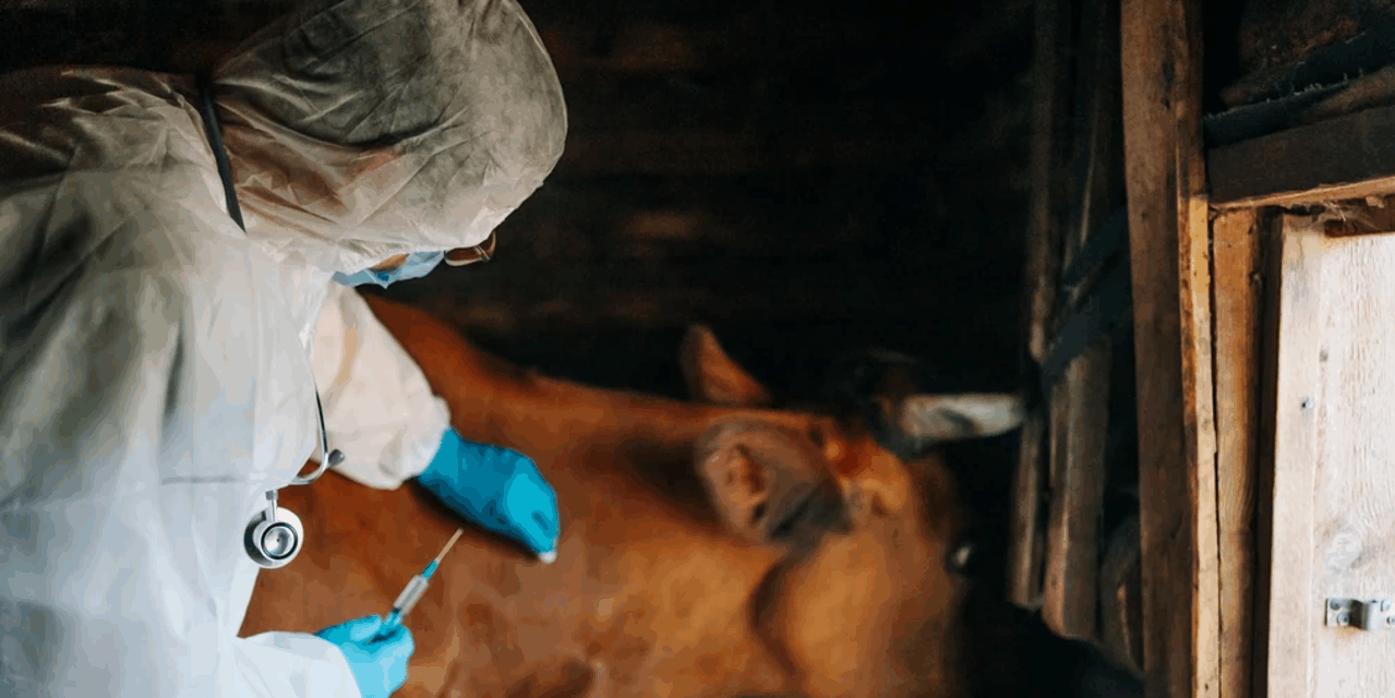 Antraks se pojavio i u BiH, u HBŽ-u uginulo 10 goveda