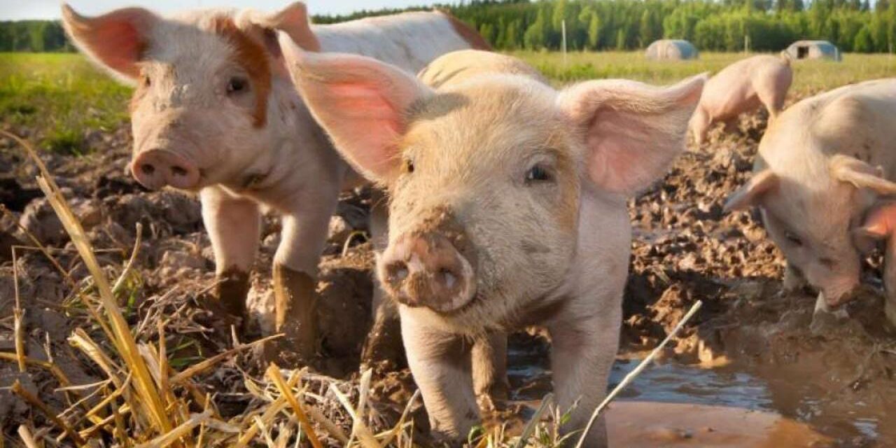 Hrvatska se suočava s dosad najvećim žarištem afričke svinjske kuge