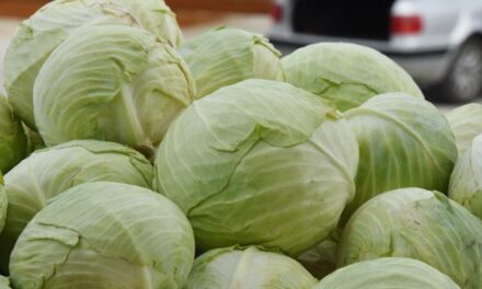 Ne dozvolite da vam kupus propadne: Uz ove trikove će ostati svjež i do 15 dana