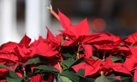 Kako da božićna zvijezda ne uvene do Božića?