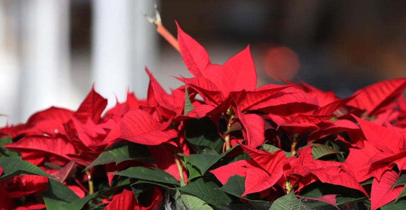 Kako da božićna zvijezda ne uvene do Božića?