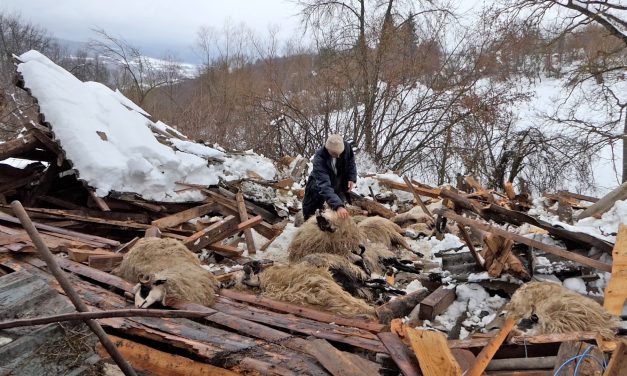 Video: Tuga u Bugojnu, srušila se štala i uništila ovce, snijeg nanio veliku štetu
