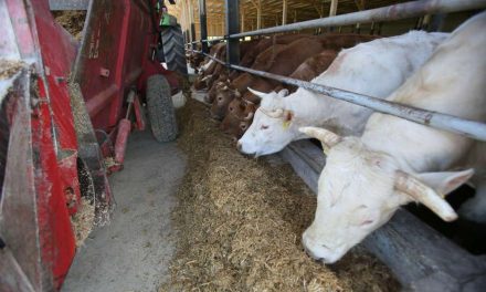 Stiže velika promjena za proizvođače mlijeka u FBiH, doznajemo detalje