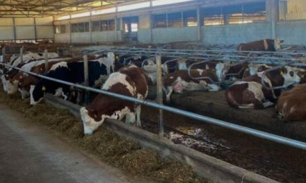 Farma u BiH bila primorana ugasiti proizvodnju i prodati svu stoku: ‘Drugog izlaza nije bilo’