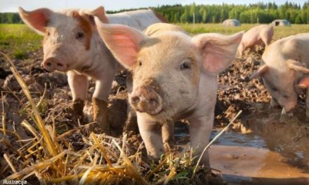 Postoji vrsta svinja i peradi koje nitko u BiH ne želi uvoziti! DONOSIMO DETALJE