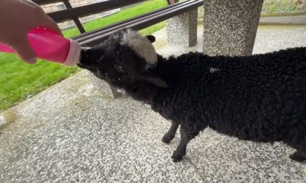 Video Dolina Lašve: Teško je biti Mama tek sad vidim !!