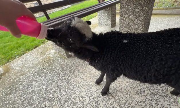 Video Dolina Lašve: Teško je biti Mama tek sad vidim !!