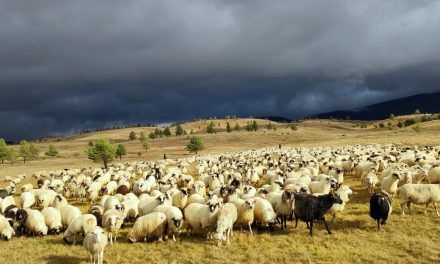 BRUCELOZA U FOJNICI! Nakon koza, novi slučajevi opasne zarazne bolesti