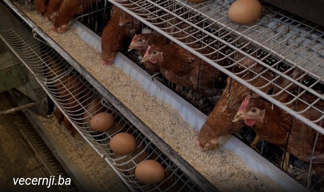 REKORDNE CIJENE JAJA U BIH: Bijela jaja i do 70 feninga po komadu…