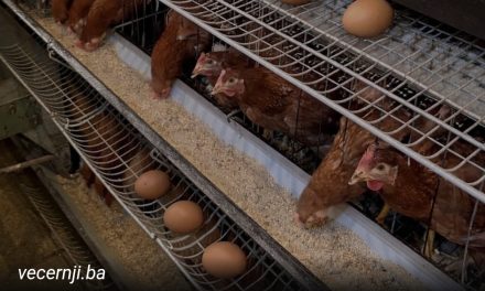 REKORDNE CIJENE JAJA U BIH: Bijela jaja i do 70 feninga po komadu…