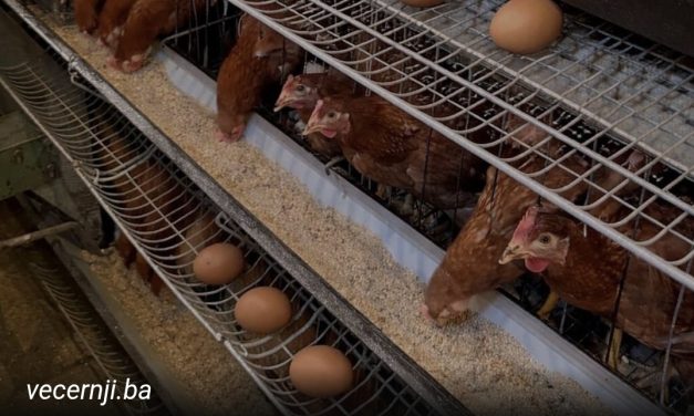 REKORDNE CIJENE JAJA U BIH: Bijela jaja i do 70 feninga po komadu…