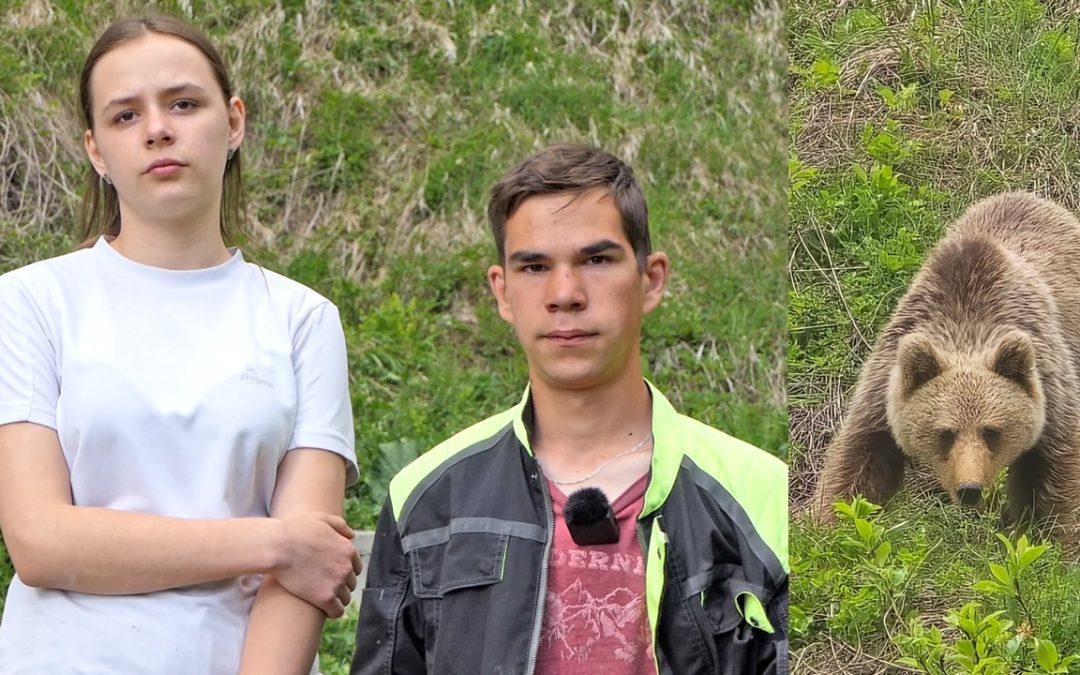 VIDEO: Medo je napao Zaimovo stado ovaca