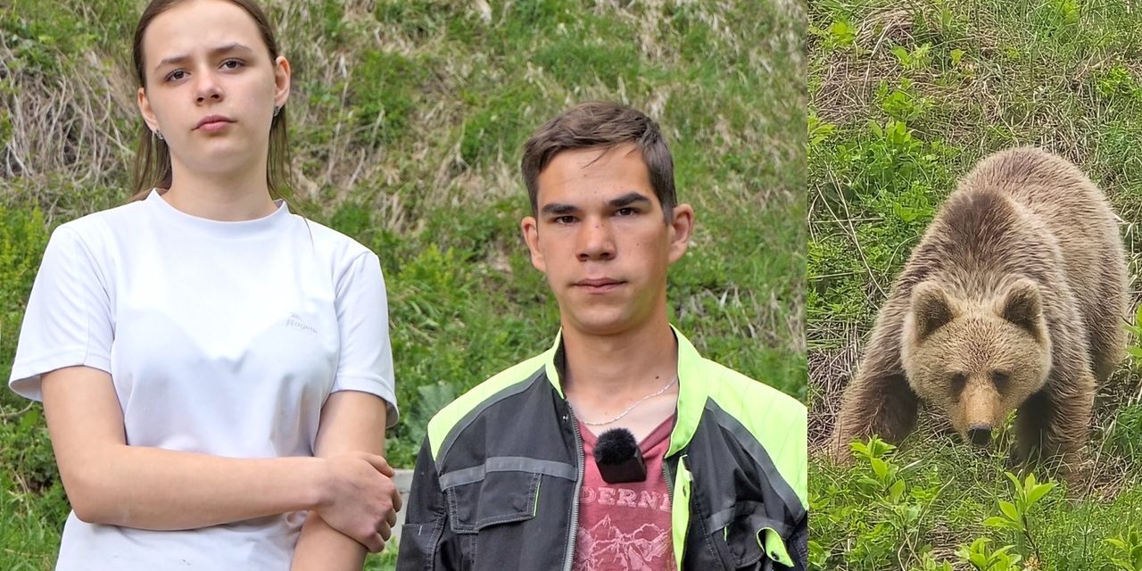 VIDEO: Medo je napao Zaimovo stado ovaca