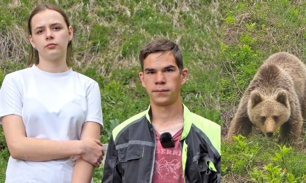 VIDEO: Medo je napao Zaimovo stado ovaca